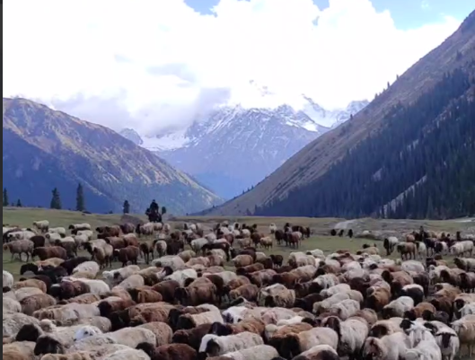 Чабан посет овец