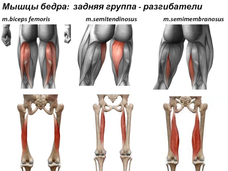 Мышцы задней поверхности бедра: бицепс бедра, полусухожильная, полуперепончатая. Фото из интернета