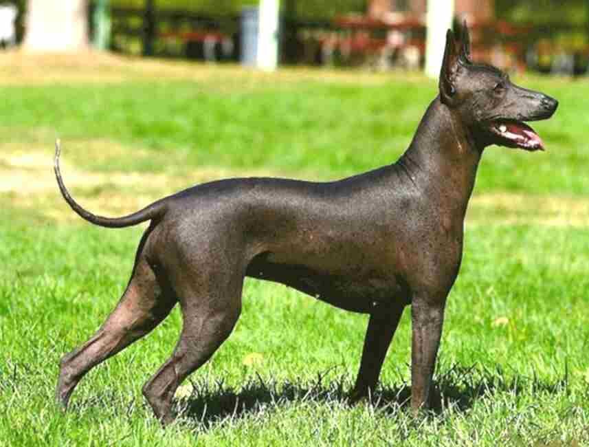 Одна из древних собак по генам 