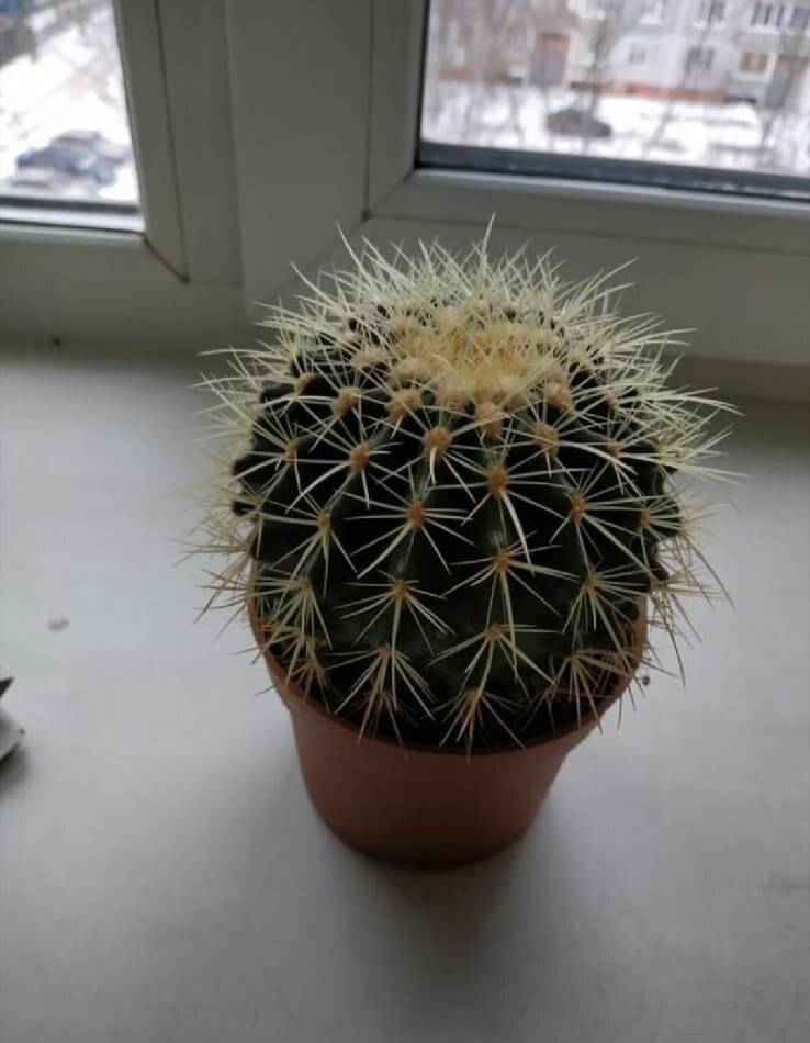 Мой первый домашний ёжик