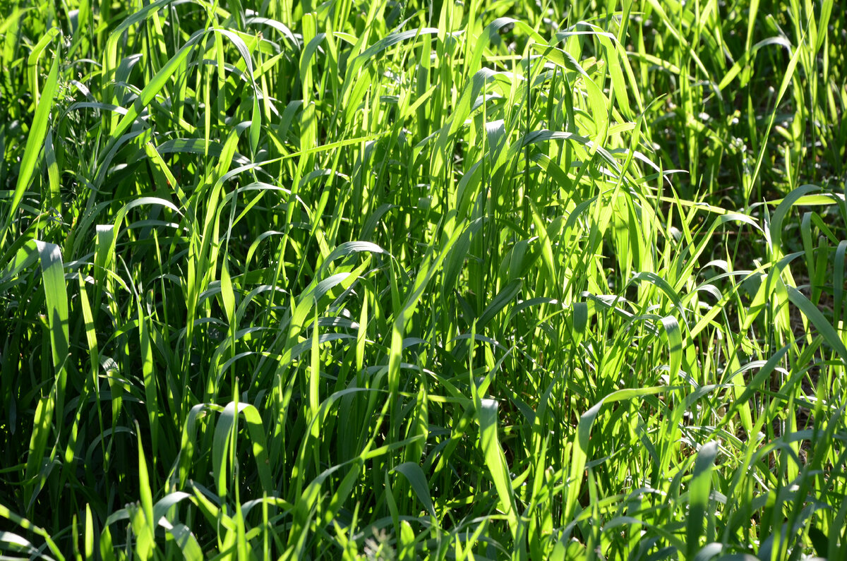 На главной картинке пусть будет трава. Фото из личного архива автора