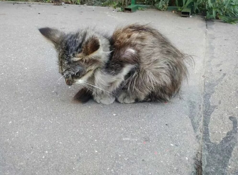    Спасённый котёнок. Фото: Поисково - спасательная служба КМО/ Александр Земляникин