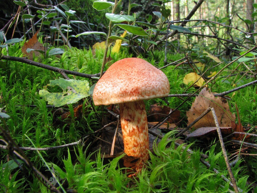 Русский гриб. Cortinarius Bolaris. Паутинник ленивый. Паутинник увалень. Паутинник ленивый фото.