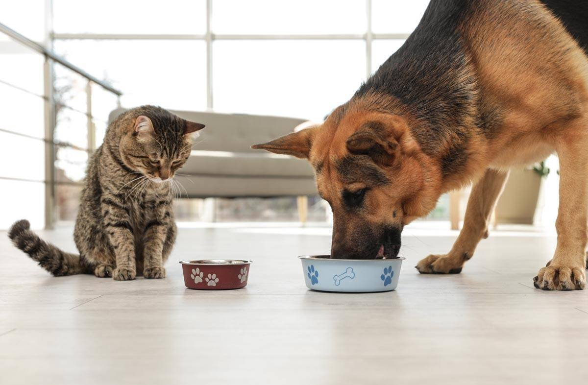 Если под одной крышей живут собака и кошка, наверняка хозяева могли замечать, что эти два товарища периодически подворовывают еду друг у друга.-2