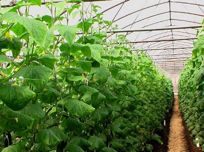 К особо популярным сортам огурцов для теплиц относятся такие, которые обеспечивают плодоношение не менее чем за 2 месяца от начала сезона по проращиванию семян.