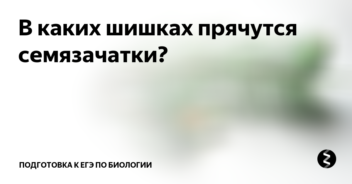 Где расположены семязачатки цветка? Что развивается из семязачатка?