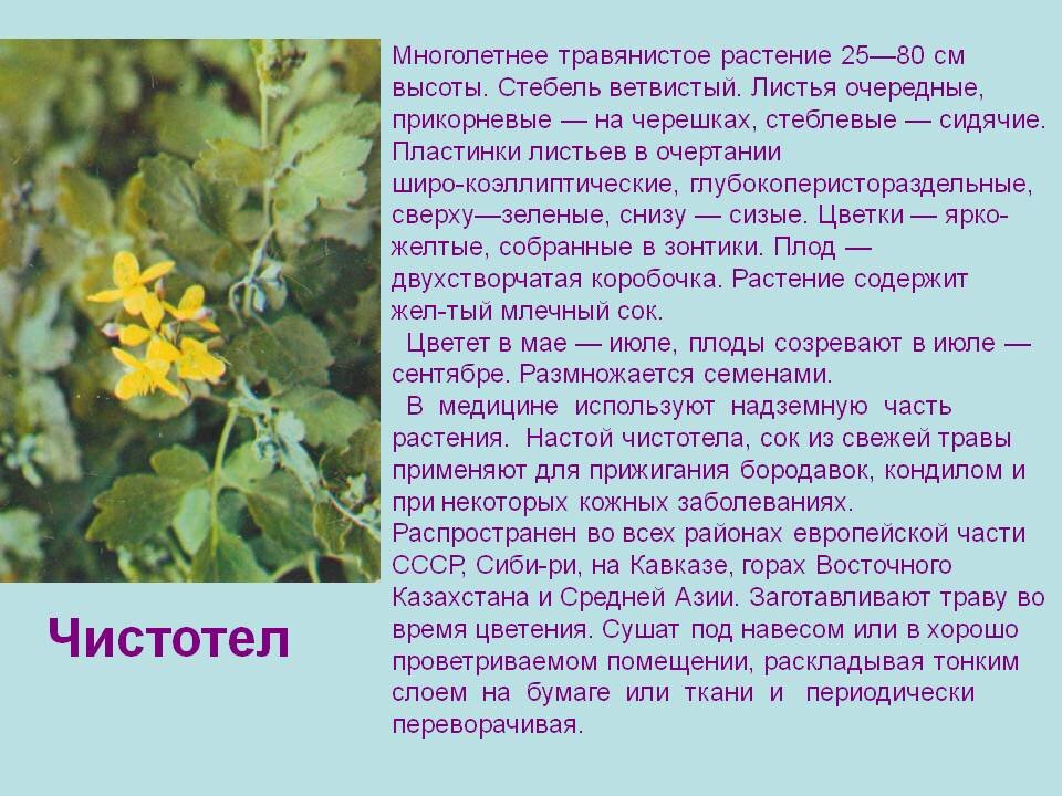 Что лечит сок чистотела. Чистотел. Лекарственные растение чисто тел. Чистотел лекарственный. Лечебные растения чистотел.