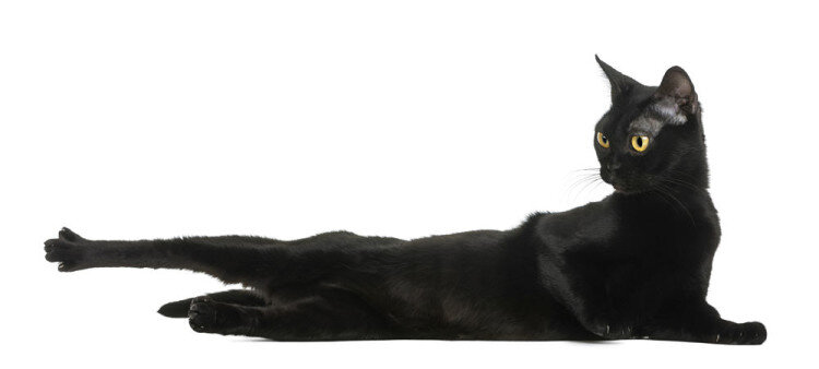Рубрика "Породы кошек"  История происхождения породы В 1958 году ученые решили создать породу кошек, которая бы ассоциировалась, как «мини- пантера». Была начата работа.-2