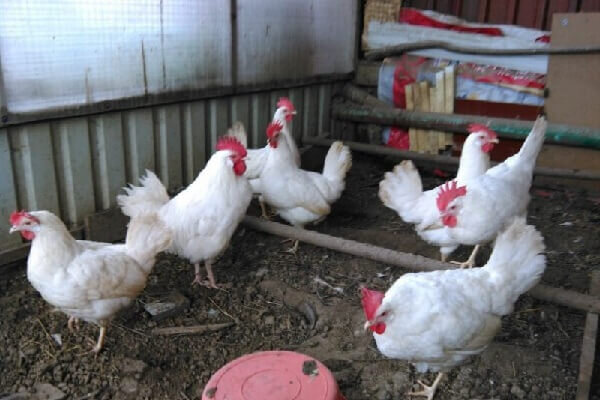 Фото кур Минорок