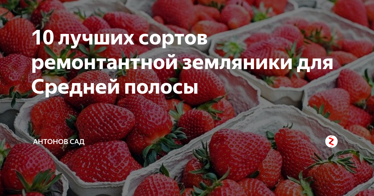 10 лучших сортов ремонтантной земляники для Средней полосы | Антонов ...