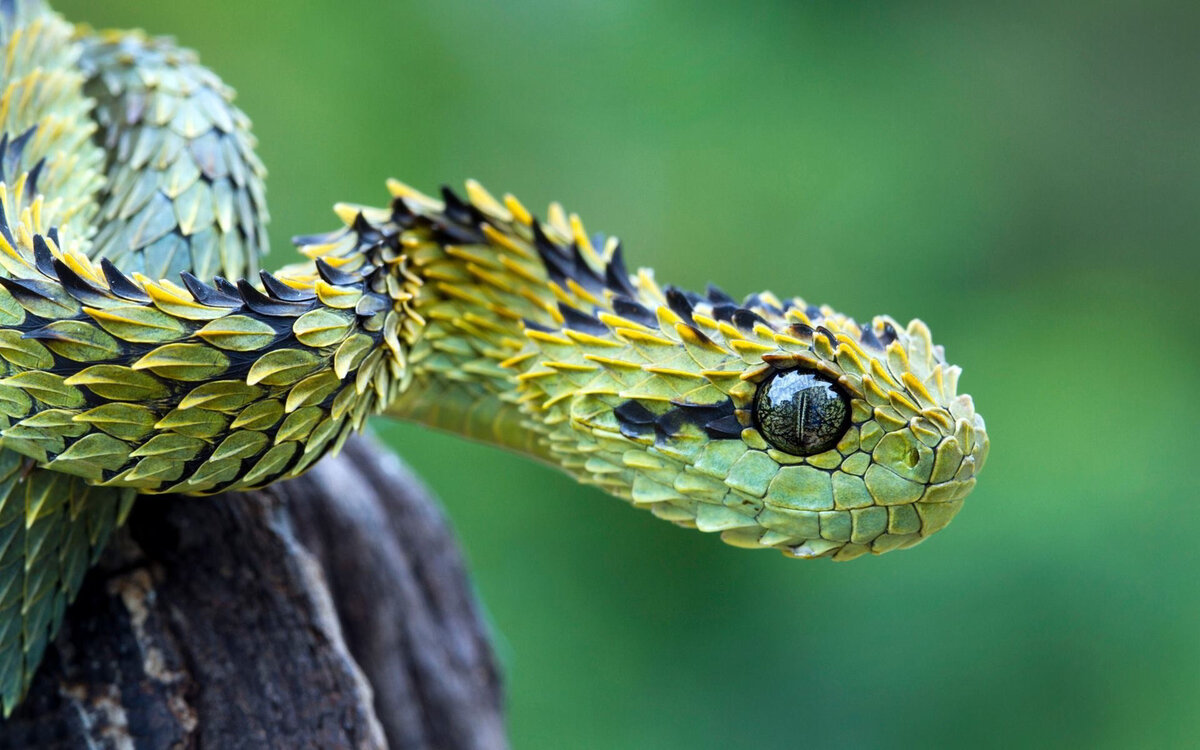 Шершавая древесная гадюка: змея невероятной красоты | Amazing Animals ...