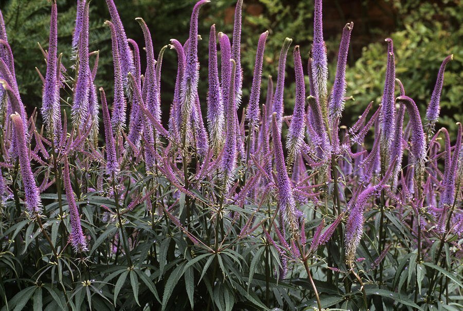 Veronicastrum Virginicum 'Fascination'