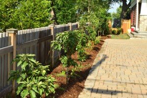 Идеальный размер посадочной ямы для вашей яблони 50 на 50 см. В яму можно добавить стакан древесной золы или другого фосфатного удобрения. Очень важно удобрение перемешать с землей, чтобы не вызвать ожог у корневой системы дерева.