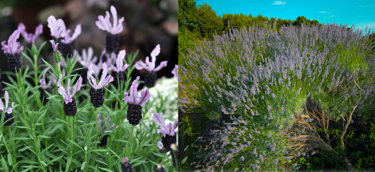 Французская лаванда и лавандин                                                               