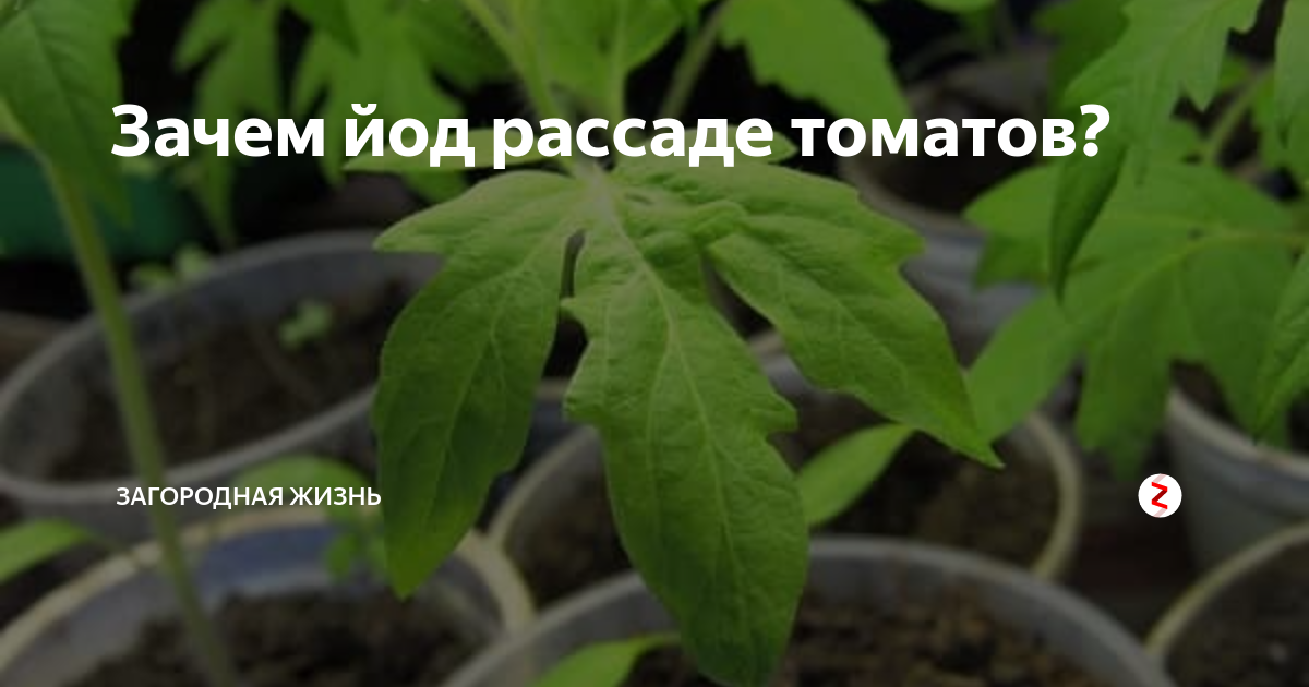 Можно поливать рассаду йодом. Йод для рассады. Переизбыток йода в помидорах. Как полить рассаду йодом пропорции помидоры в домашних условиях. Если рассаде томатов нехватает йода фото.