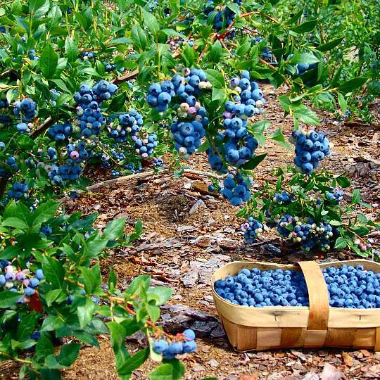 Голубика — вкусно и полезно