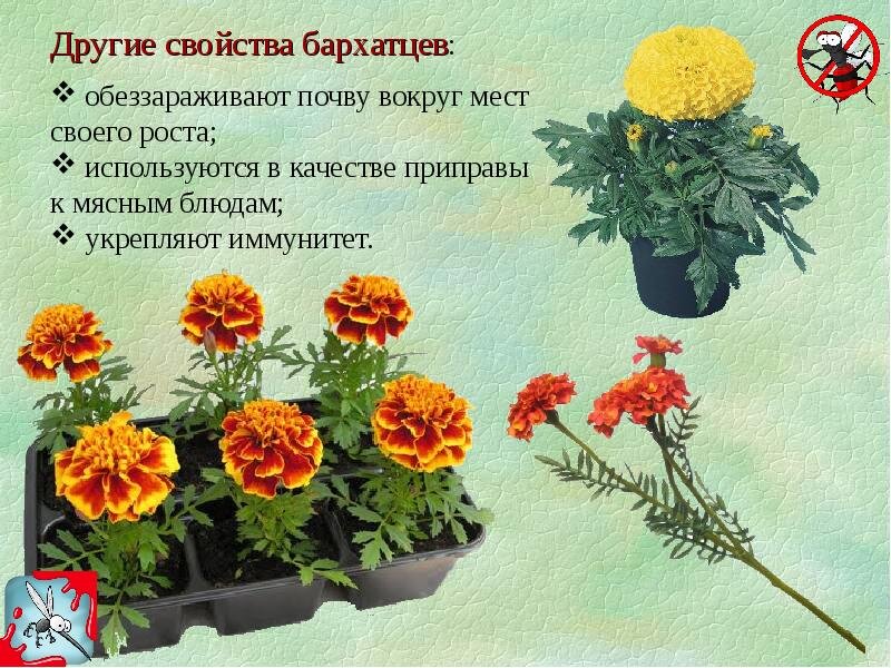 Бархатцы схема посадки