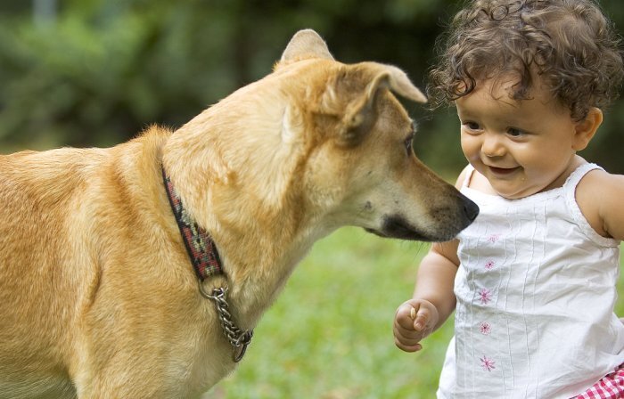  Существуют такие породы собак, которые с легкостью находят общий язык со всеми членами семьи, терпят детские выходки и, самое главное, очень любят детей. Ласковых и добрых собак еще называют няньками.