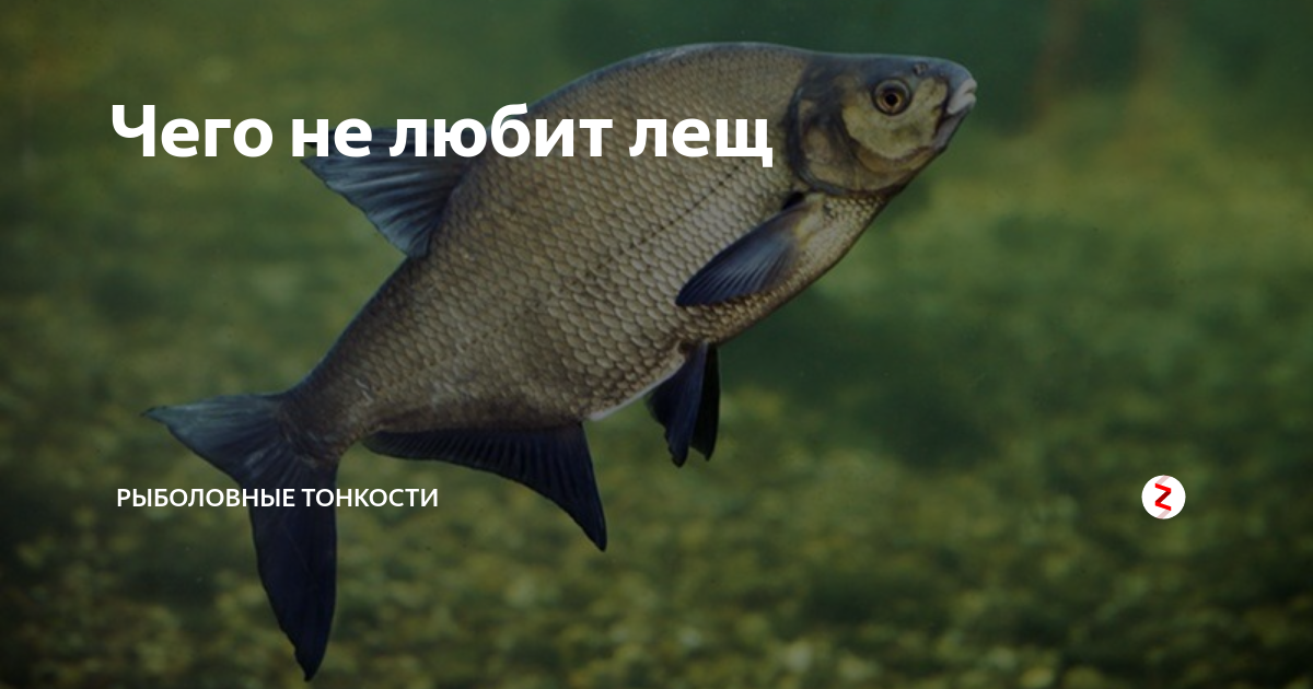 Какую приманку любит лещ