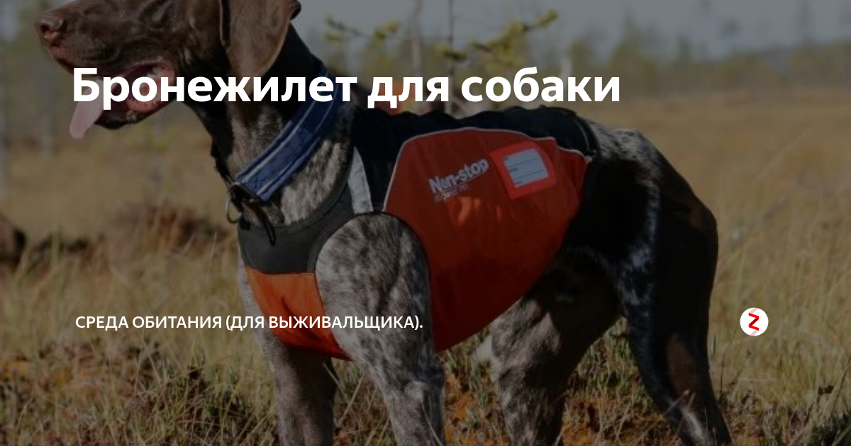 Бронежилет для собаки | Среда обитания (для выживальщика). | Дзен