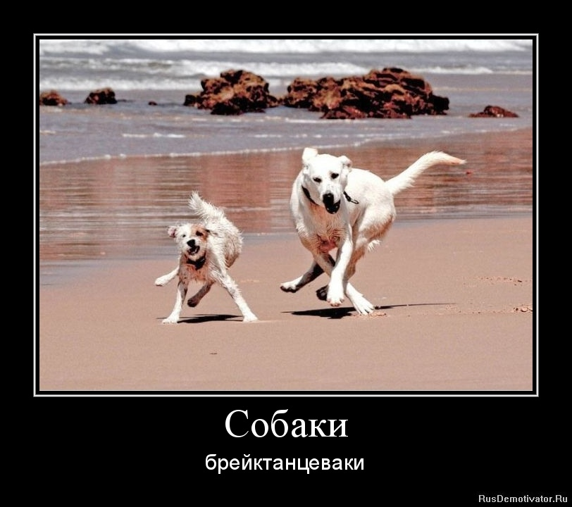 терпение демотиватор. приколы с собаками демотиваторы. собака мотиватор. демотиваторы про собак смешные. жесткое обращение с животными.