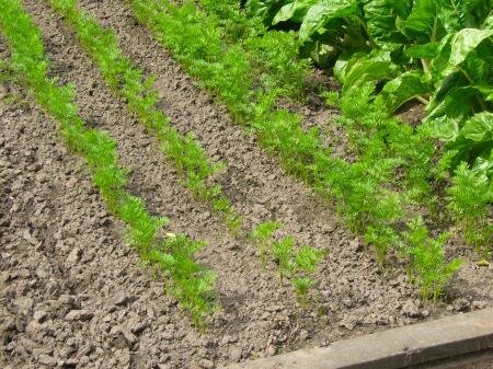 Удобрение для моркови. Чем подкормить морковь в июне для большего урожая. Морковь бледная чем подкормить. Морковь бледная чем подкормить. Морковь бледная чем подкормить.