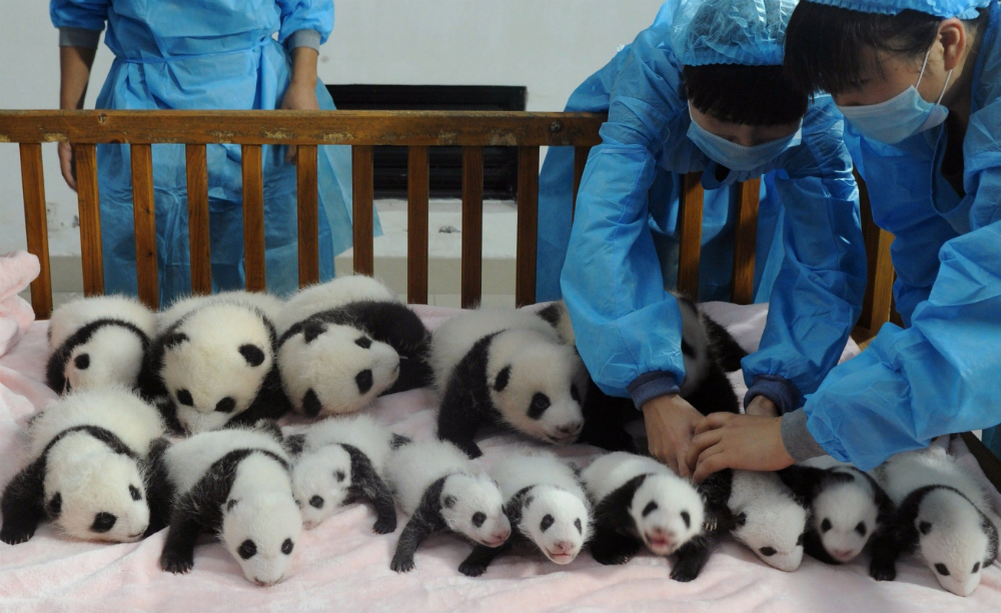 Профессии людей которые заботятся о животных. Профессия обниматель панд в Китае. Заповедник панд в Чэнду. Большая Панда обниматель панд. Чэнду Китай панды.