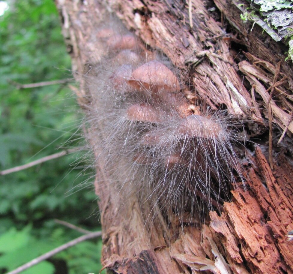 Фото из интернета