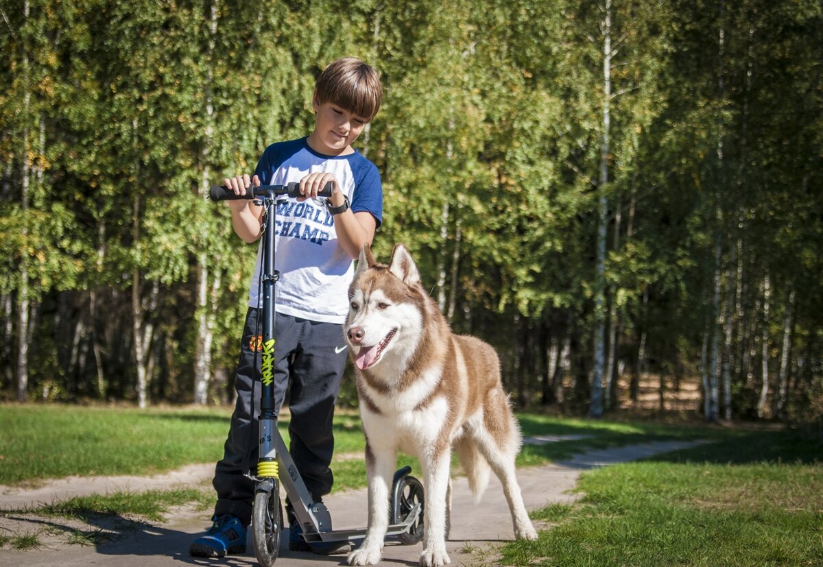 Почему дети бьют животных и что с этим делать? | In Dogs we Trust | Дзен