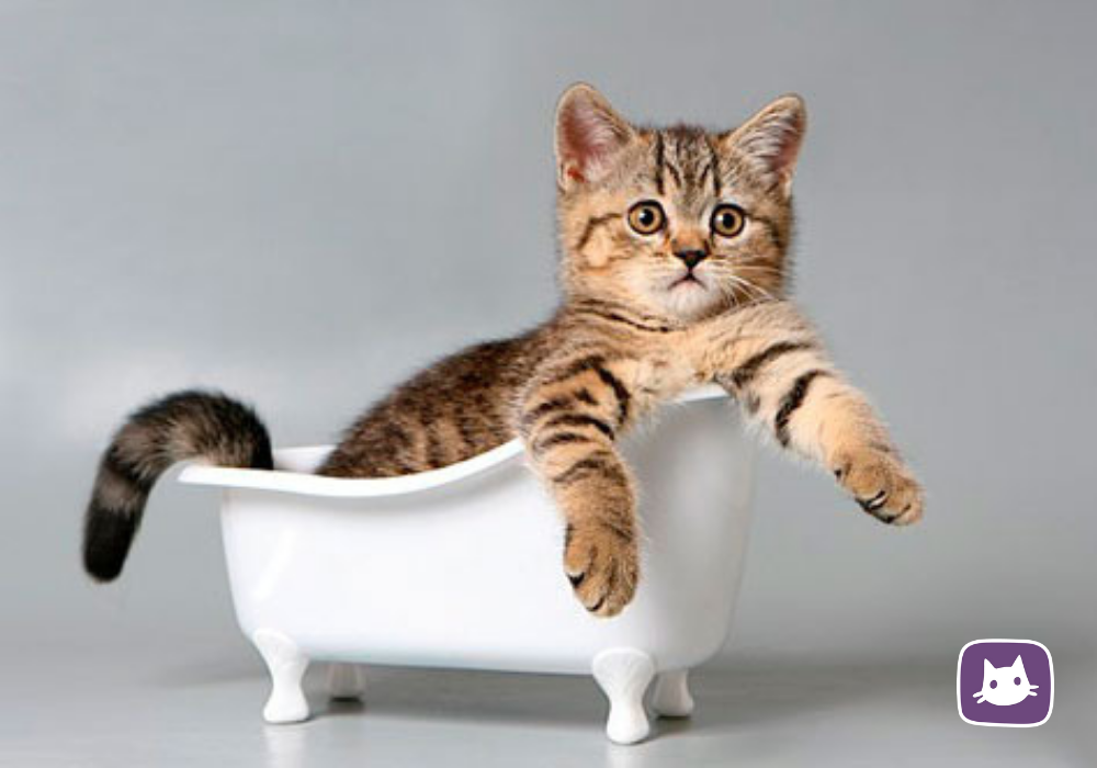 Нужно ли купать кошку и как сделать это правильно?🛀🏿 | Нос, хвост, лапы ...