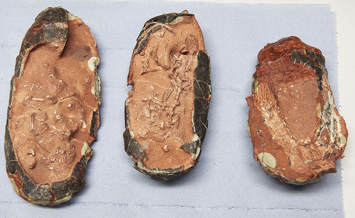 Яйца динозавра. Фото: Wenzel Schürmann / TUM 