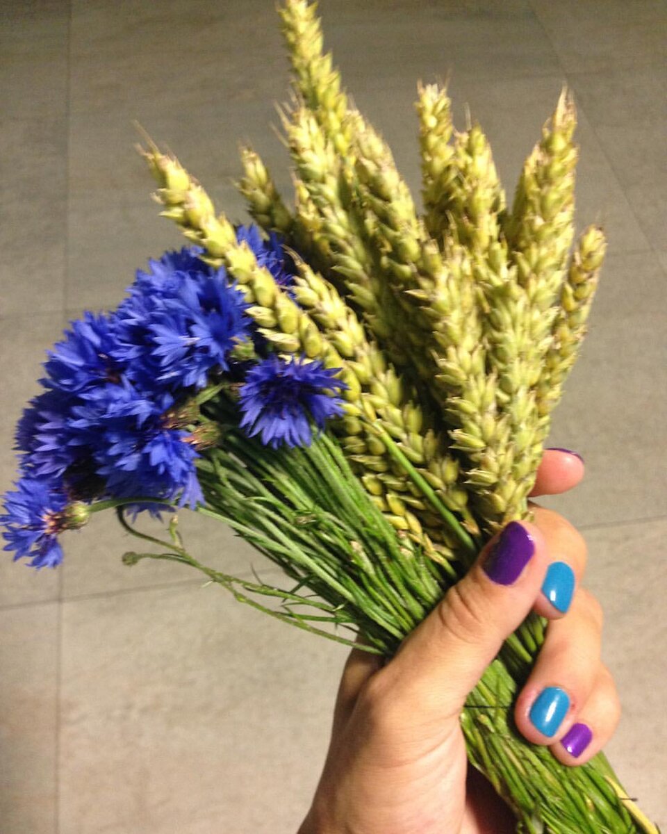 Смотрите, какие красивые васильки нашла ))))