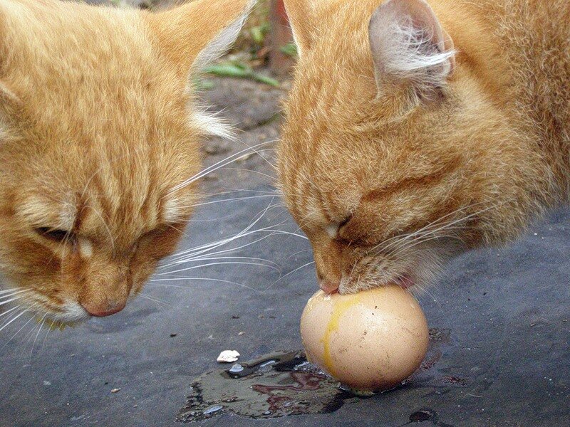 Кушает яички. Рыжий кот с яйцами. Котик с яичками. Кот облизывает яйца.