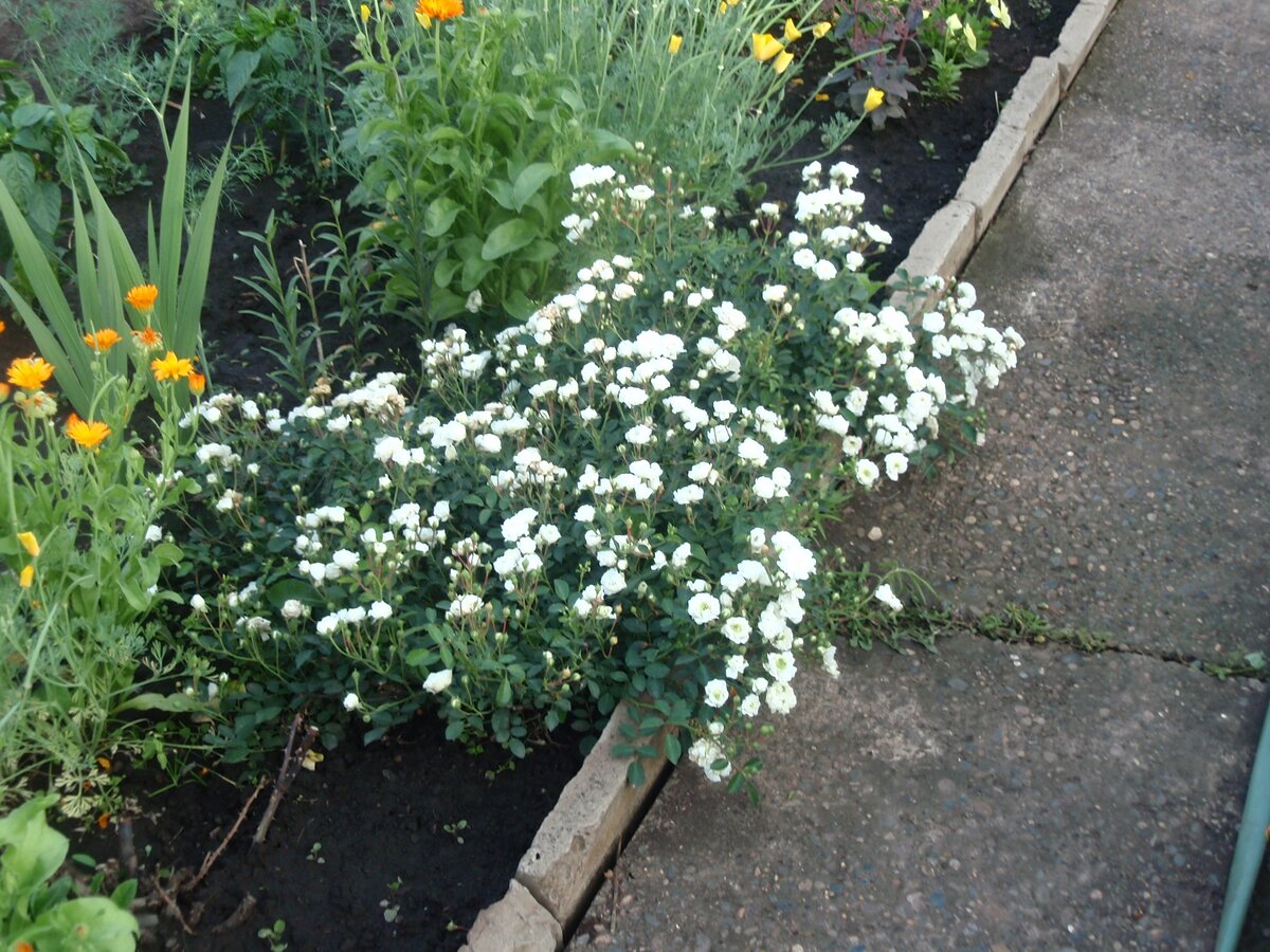 Белая мини роза без названия. Этому кустику около 30 лет!