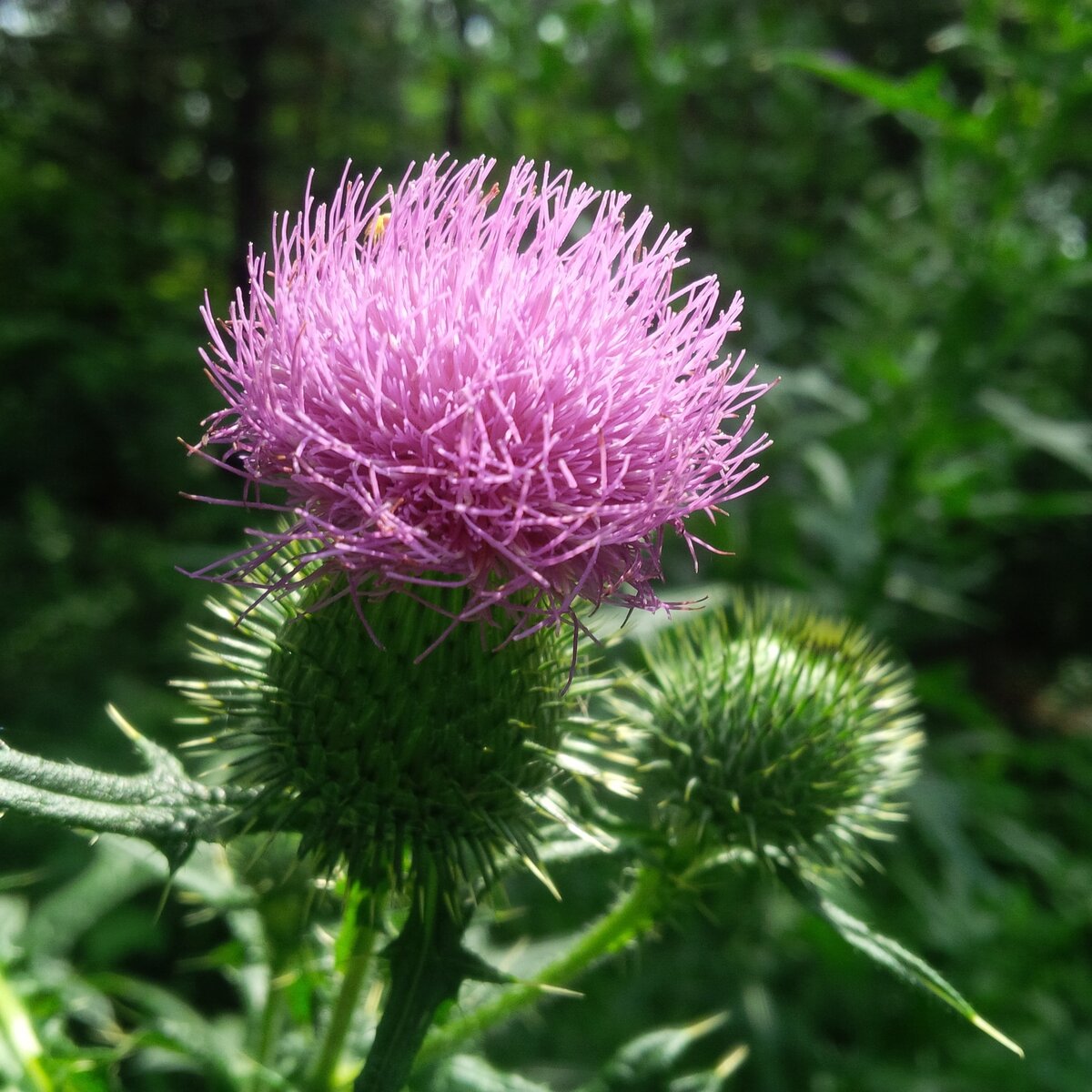 Чертополох Thistle шотландский