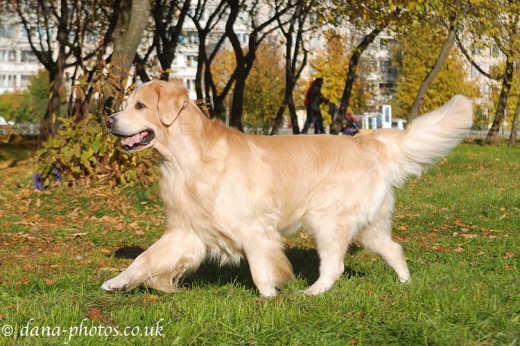 Золотистый ретривер Ambergold GK Artful Award