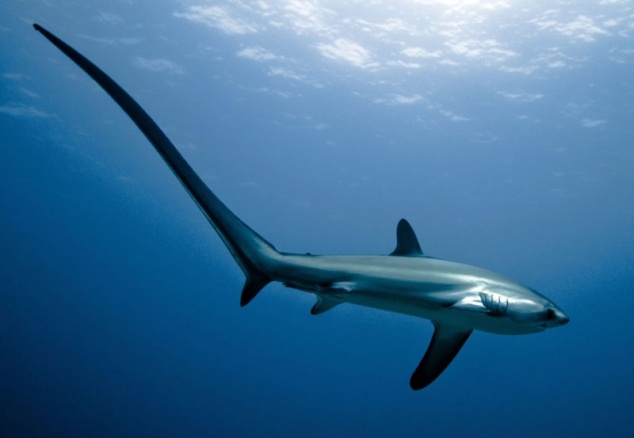 Ваши комментарии помогут продвижению канала. 