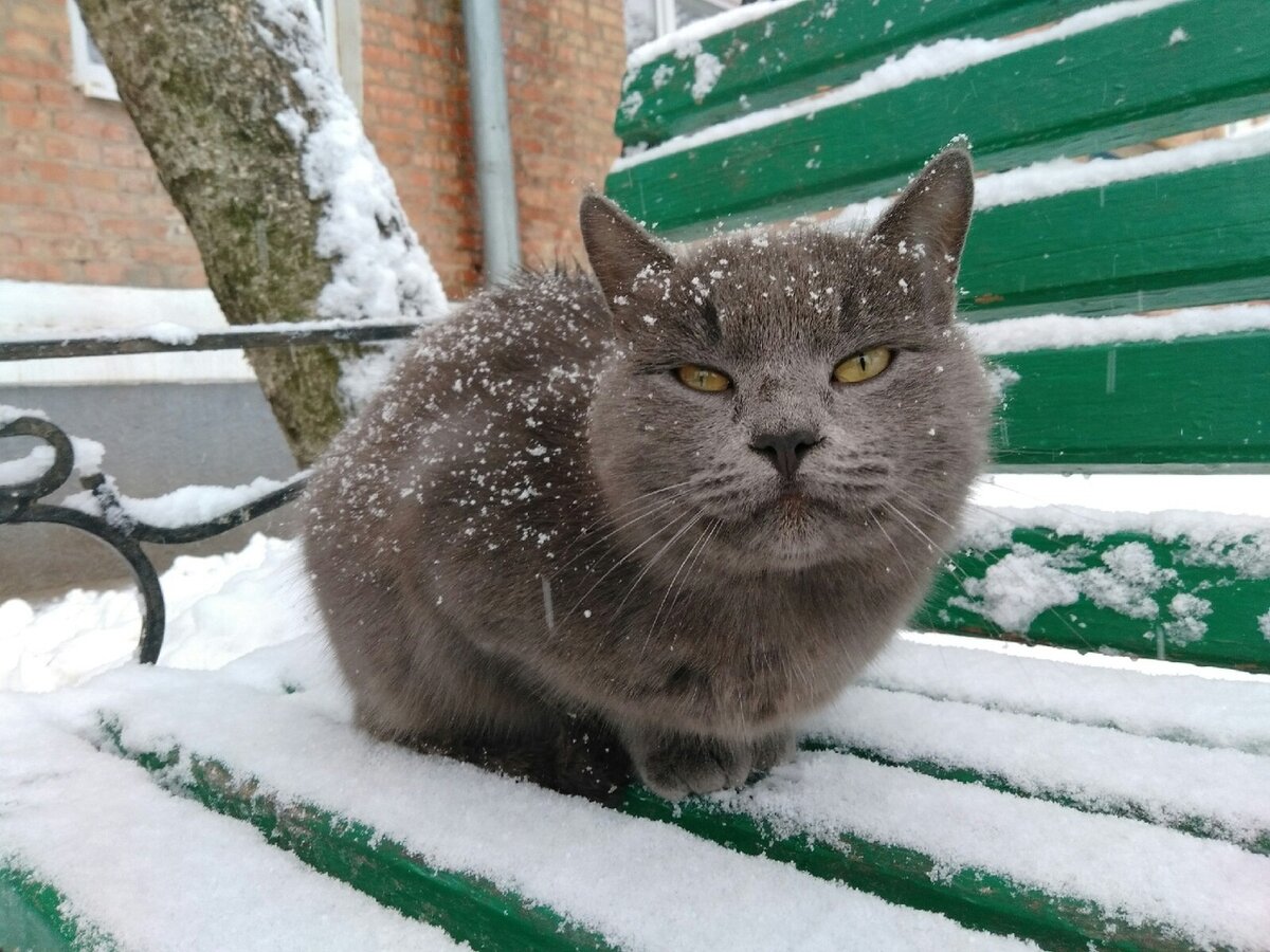 Вроде не очень породистый, а выглядит 