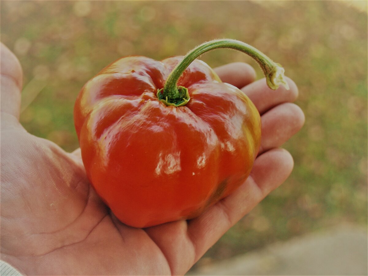 Rocoto Caramel