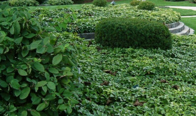 Многие сады и участки просто нуждаются в таких растениях , как кустарники. Я дам несколько полезных советов по выращиванию и уходу за почвопокровными кустарниками.