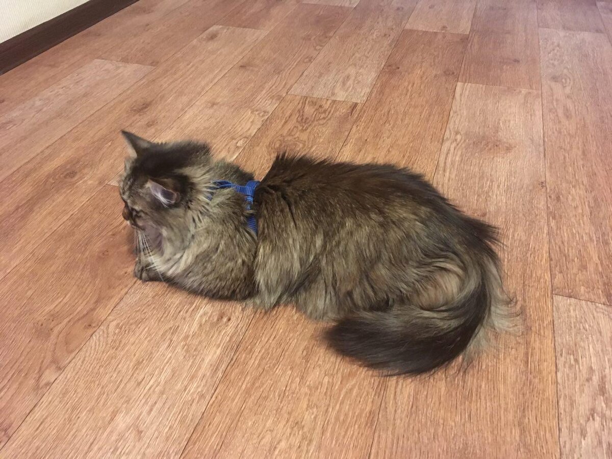 Сначала кот уляжется в шлейке