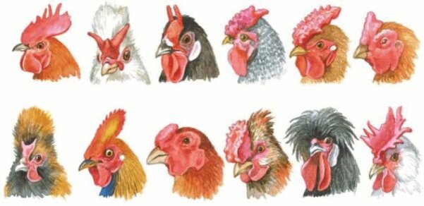 Почему синеет гребень у кур, цыплят и петухов