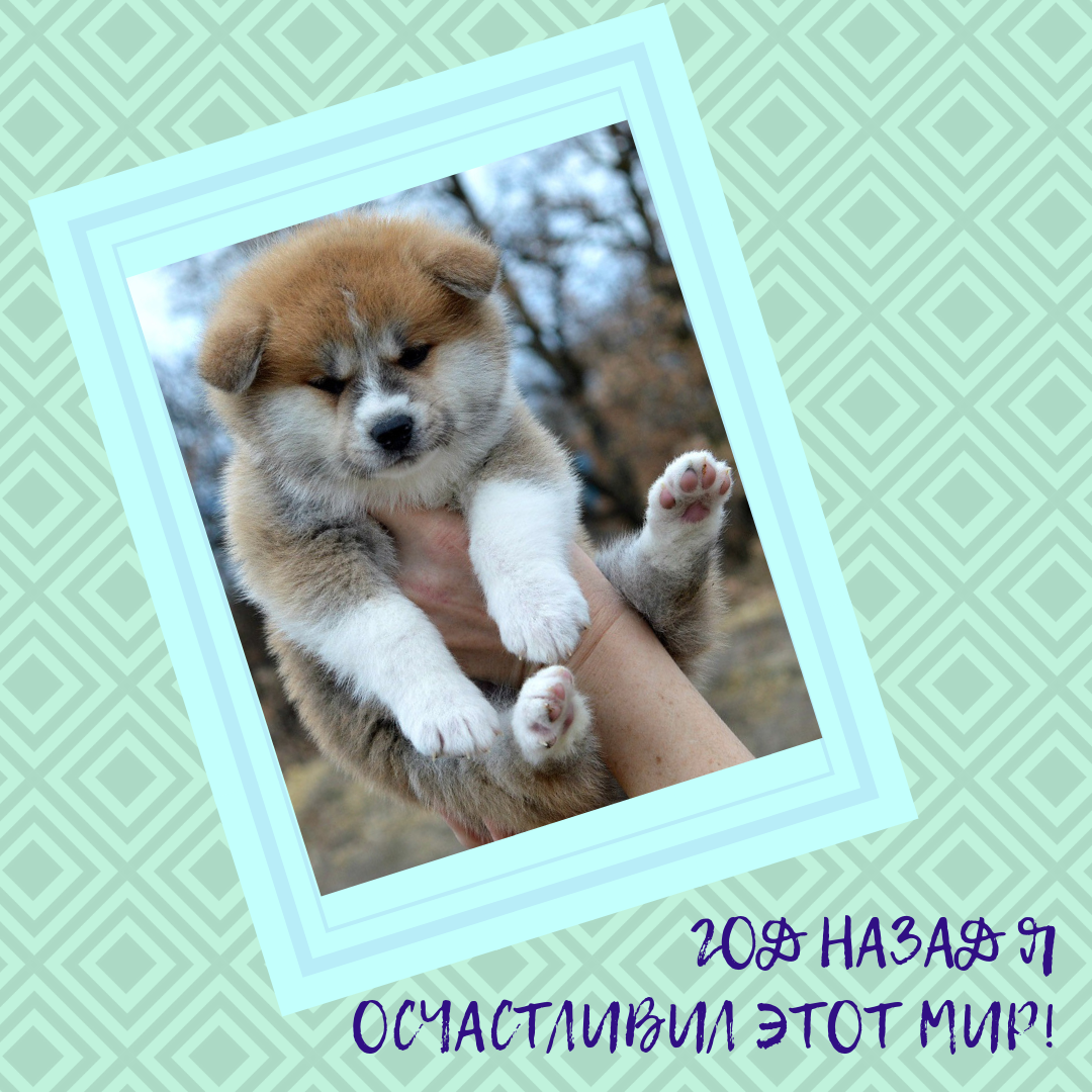 акитенку Таме 3 недели