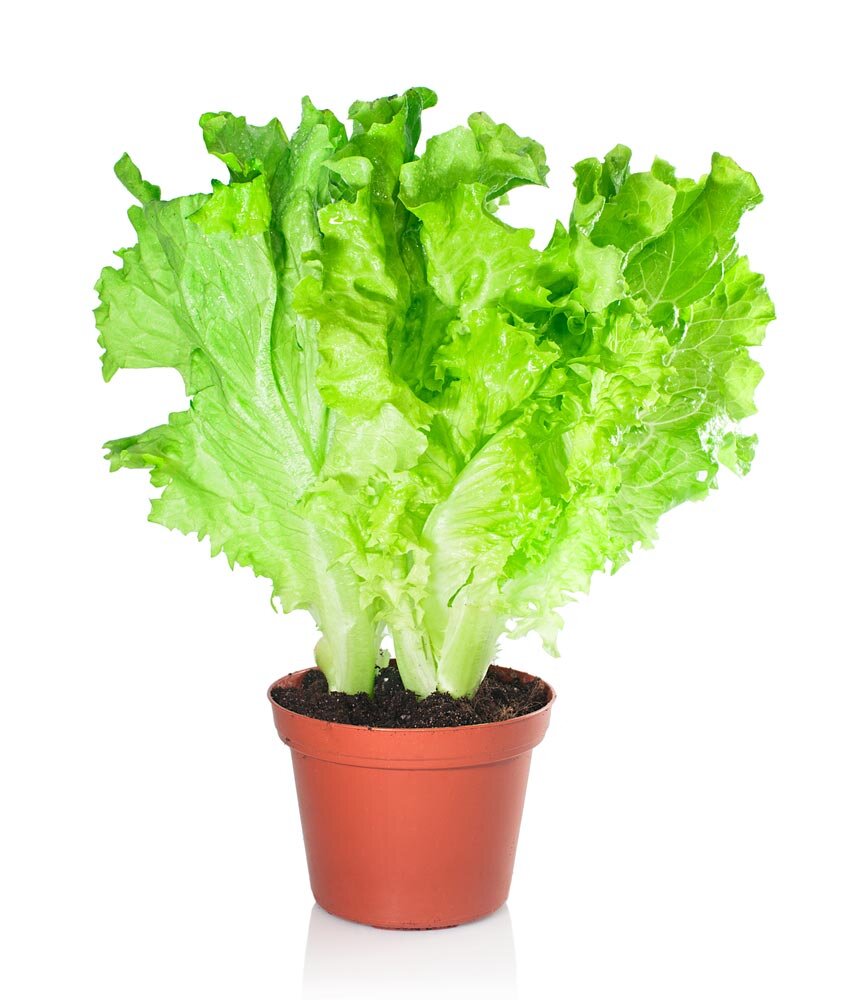 Как вырастить салат на подоконнике: советы и рекомендации