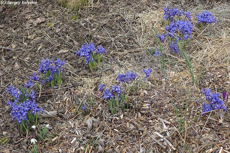 Иридодиктиум Harmony