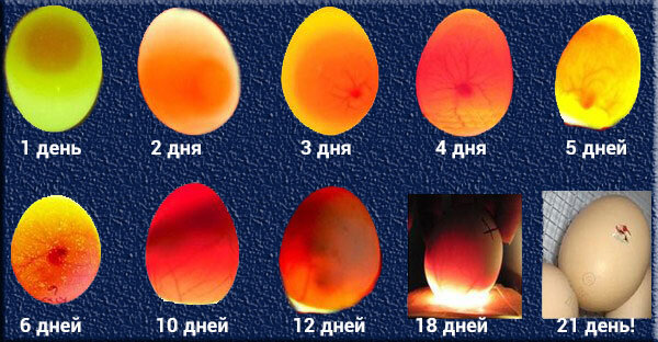 Хитрости и правила инкубации яиц в домашних условиях