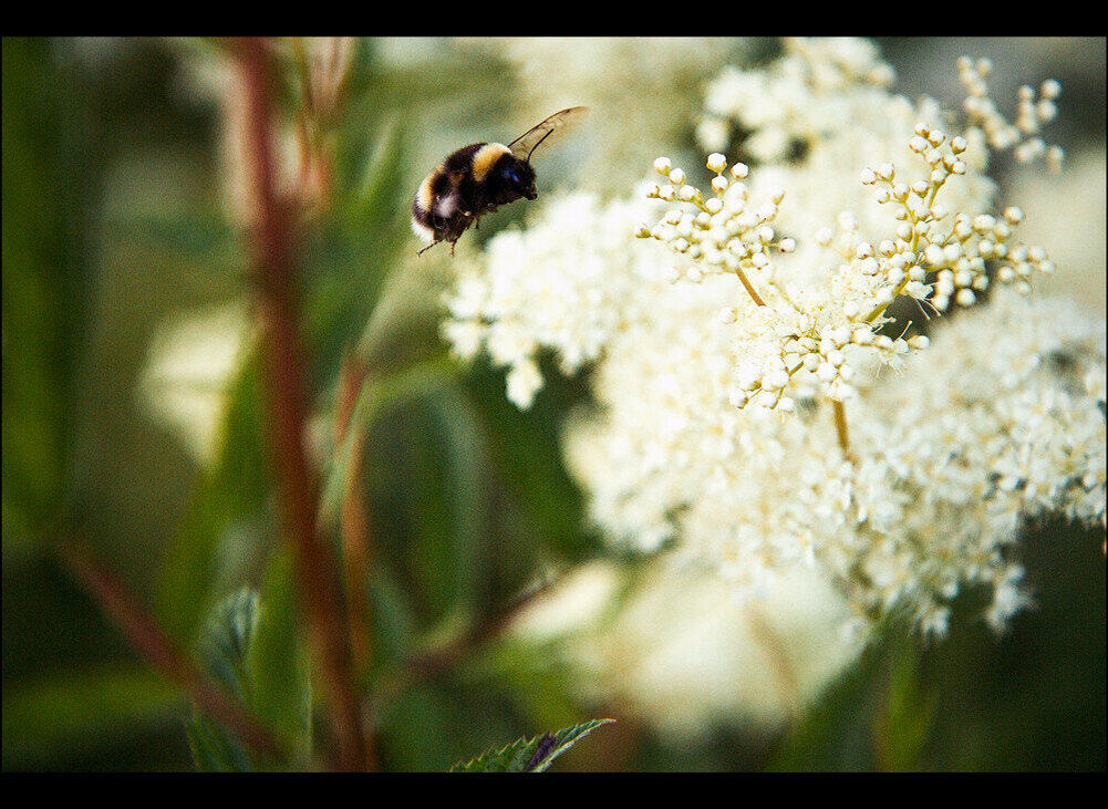 flight of the Bumblebee