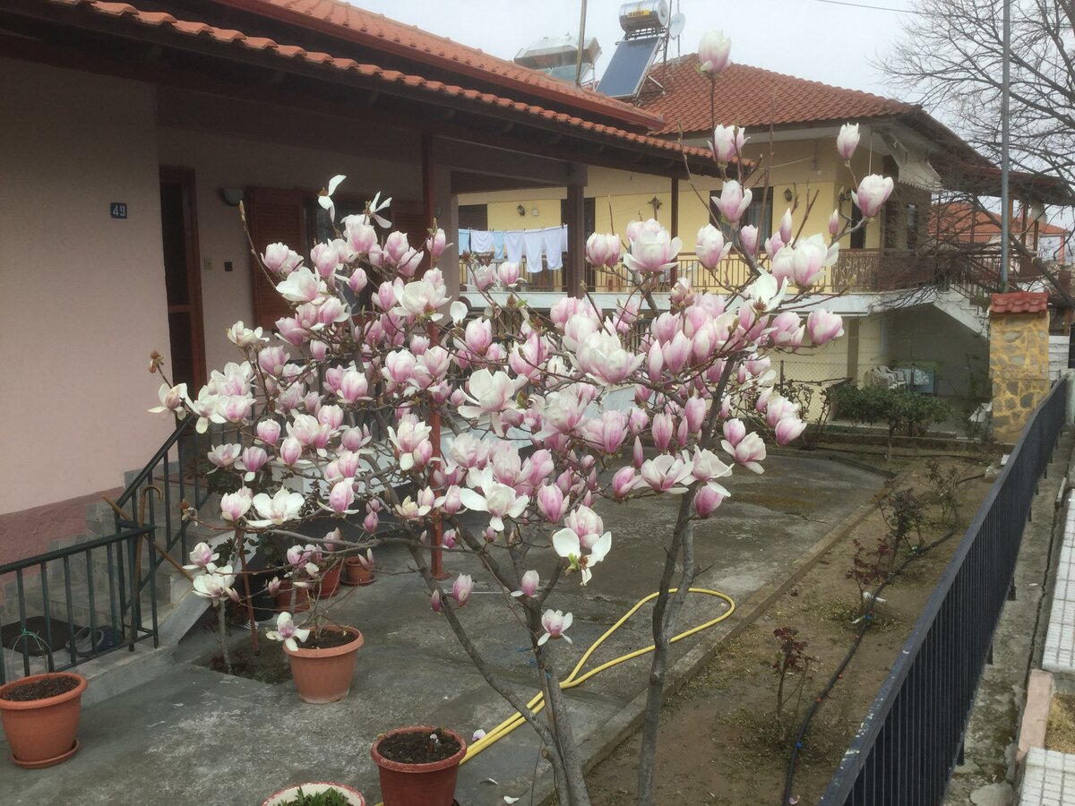 Цветёт магнолия