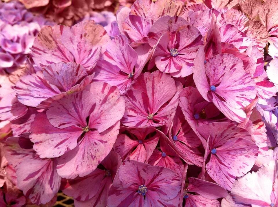 https://www.phoenixperennials.com/learn/E-Newsletter-May-2015.php