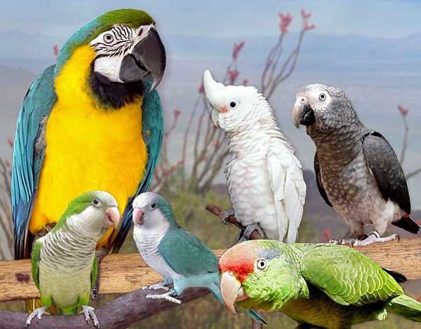 Источник фото: switchsecuritycompanies.com